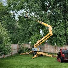 Trusted Gainesville, GA Tree Services Experts